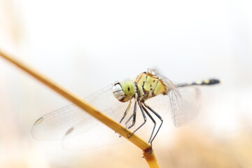 dragonfly close up in natural