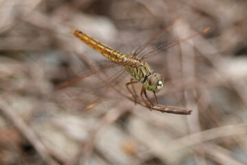 close up of a dragonfly in natural
