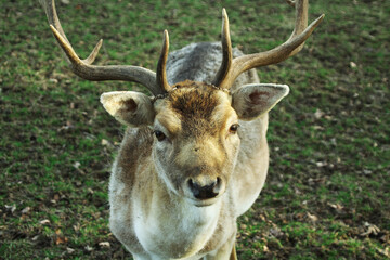 Damwild in einem Gehege bei Grossropperhausen Hessen