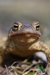 Forest Frog in spring, close-up photo