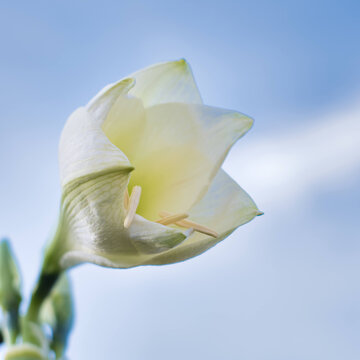 A white Amarilys flower on a blue sky background, photo made in Weert the Netherlands