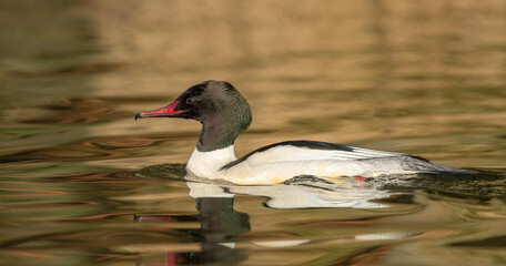 Red Breasted Merganser