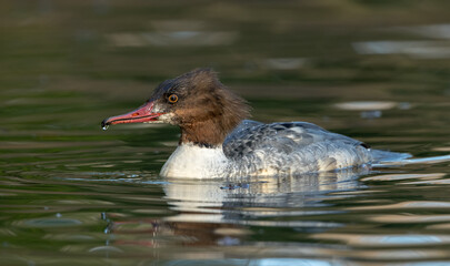 Goosander Female Swimming