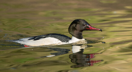 Red Breasted Merganser