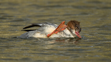 Goosander Female
