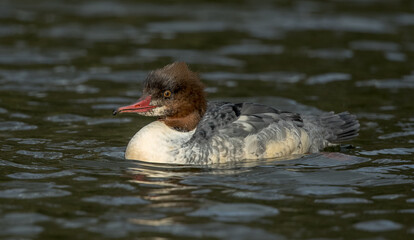 Goosander Female