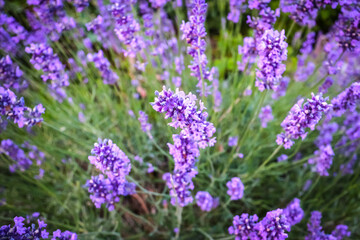 Lavender in bloom. Lavandula angustifolia (True lavender or garden lavender, formerly Lavandula officinalis), is a mediterranean plant in the family Lamiaceae.