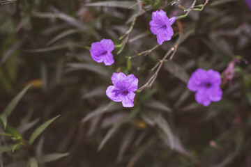 The blossoming Mexican petunia, Purple Ruellias flower on walkway/pavement with green background, Selected focus and blurred background in vintage style.
