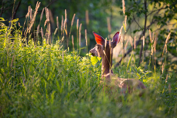 Horizontal side view of young female white-tailed deer standing in field with ears back lit in the golden hour early morning sun, Léon-Provancher conservation area, Neuville, Quebec, Canada