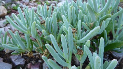 Obraz premium Silvery-Green Karoo Succulent Plant with Dew