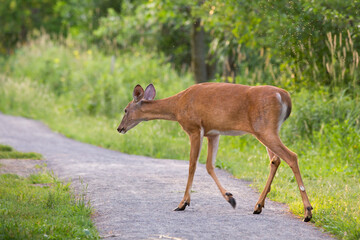 Horizontal side view of young female white-tailed deer crossing park alley during an early summer morning, Léon-Provancher conservation area, Neuville, Quebec, Canada