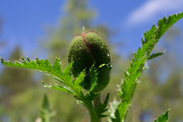 A shaggy Bud of decorative poppy (Papaver) in shiny dewdrops.