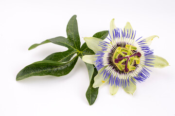 Passiflora plant flower on the white background