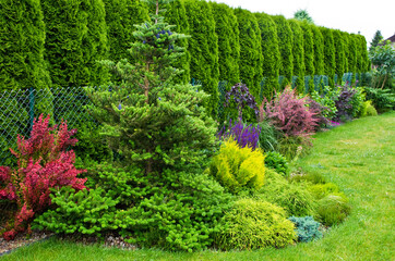 Korean fir tree and shrubs garden design