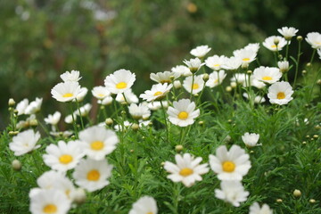 field of daisies