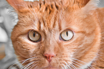Close up from a red cat's eyes  looking into the cameralens, photo made in Weert the Netherlands