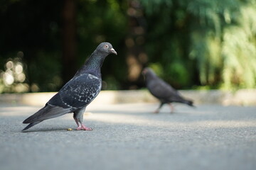 A close-up of a pigeon sideways. In the background, you could see another one walking. 