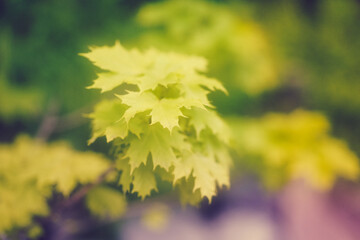 Blurred natural background with maple leaves