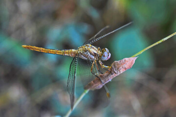 dragonfly close up