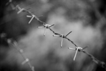 Barb wire. Barbed wire on fence with outside background to feel no have freedom. Image in black and...