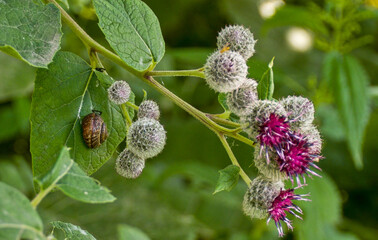 snail sits on a leaf of thistle