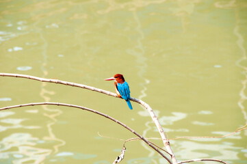 Kingfishers or Alcedinidae are a family of small to medium sized, brightly colored birds in the order Coraciiformes