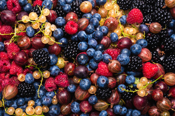 Gooseberries, blueberries, mulberry, raspberries, white and red currants.