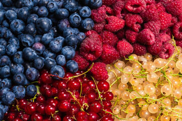 Gooseberries, blueberries, mulberry, raspberries, white and red currants.