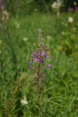 pink flowers in the garden