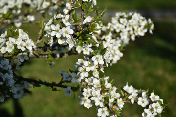 blossoming apple tree