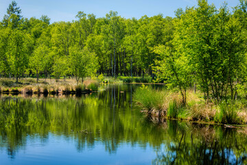 Nature in the Kaltenhofer Moor in Schleswig-Holstein in Germany