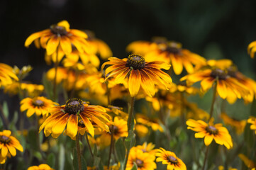 Bright yellow rudbeckia or Black Eyed Susan flowers in the garden