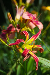 Daylilies spider in mixborders on the flowerbed in the garden. Gardening
