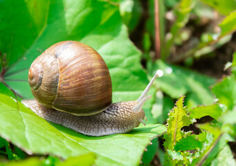 Snail on a leaf on a summer day