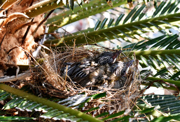 Two young sparrows are hungry in the nest on the palm trees.