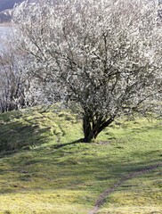 Fototapeta premium tree with white flowers in spring