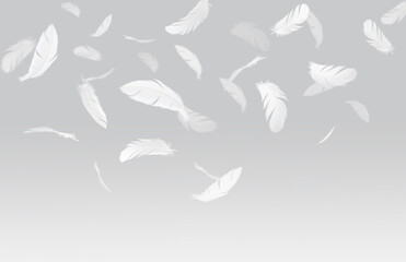 Fototapeta na wymiar White bird feathers floating in the air .Feather abstract background