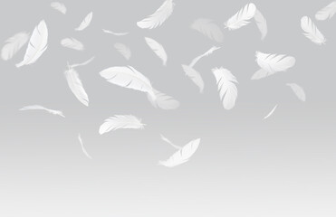 Fototapeta premium White bird feathers floating in the air .Feather abstract background
