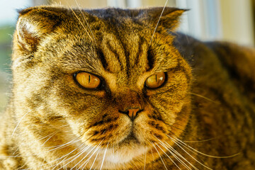 closeup portrait of a serious adult scottish fold cat