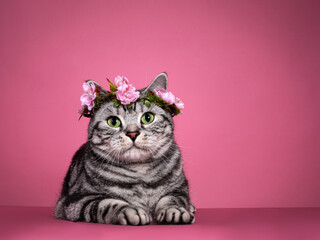 Handsome black silver blotched British Shorthair cat, laying down facing front wearing pink flower...