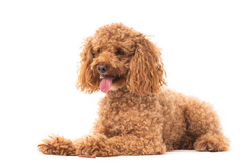 Red poodle isolated on white background