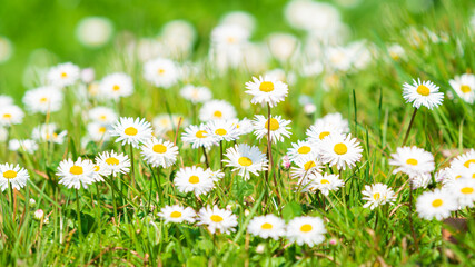 Spring Daisy. Beautiful meadow. Summer background