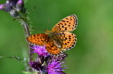 Roter Scheckenfalter
