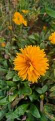 yellow flowers in the garden