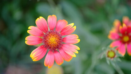 Obraz premium Defocused blurred floral background for web design. Flowers in a city park