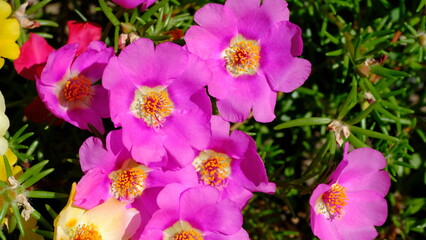 Obraz premium Defocused blurred floral background for web design. Flowers in a city park