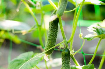 Cucumbers on the bush. Growing cucumbers in the home garden. The cultivation of organic products.