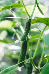 Cucumbers on the bush. Growing cucumbers in the home garden. The cultivation of organic products.