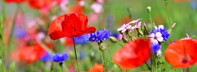 Gartenblumen gemischt