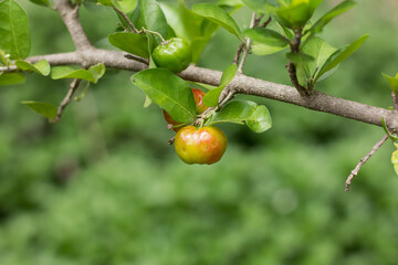 Red Barbados or Acerola Cherry